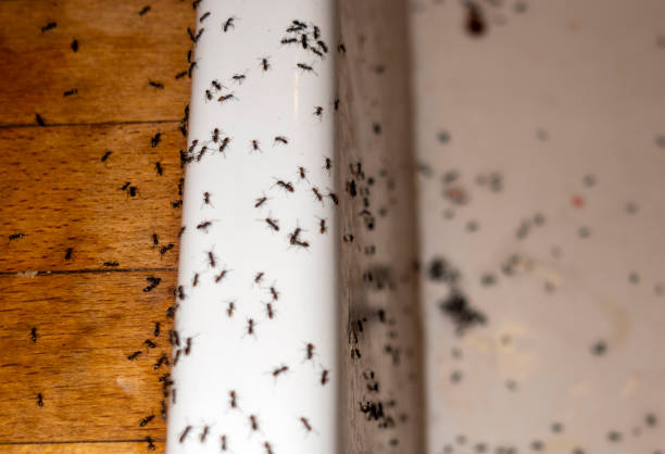 Trusted North Fort Myers, FL Pest Control Experts