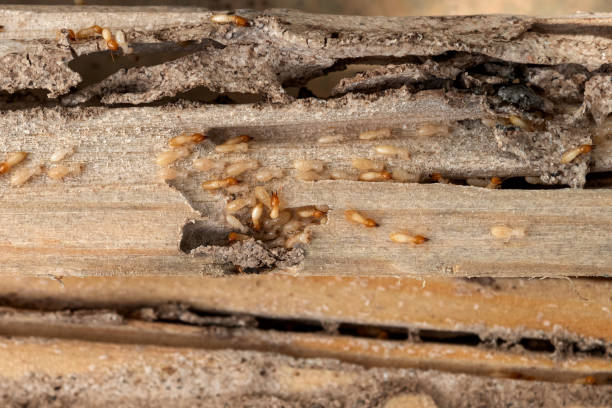 Best Ant Control Services  in North Fort Myers, FL